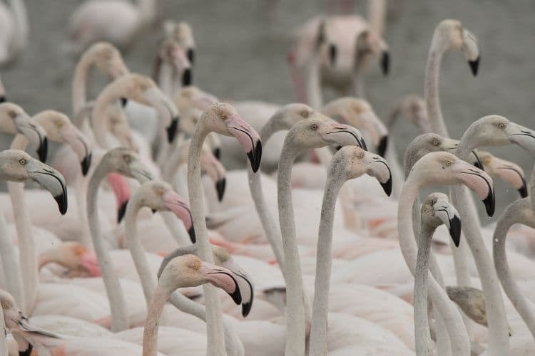 Ras Al Khor Wildlife Sanctuary: Dubai’s Hidden Oasis of Nature clicktoguide