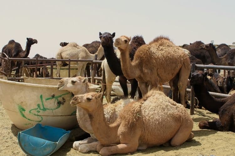Camel Market in Dubai clicktoguide