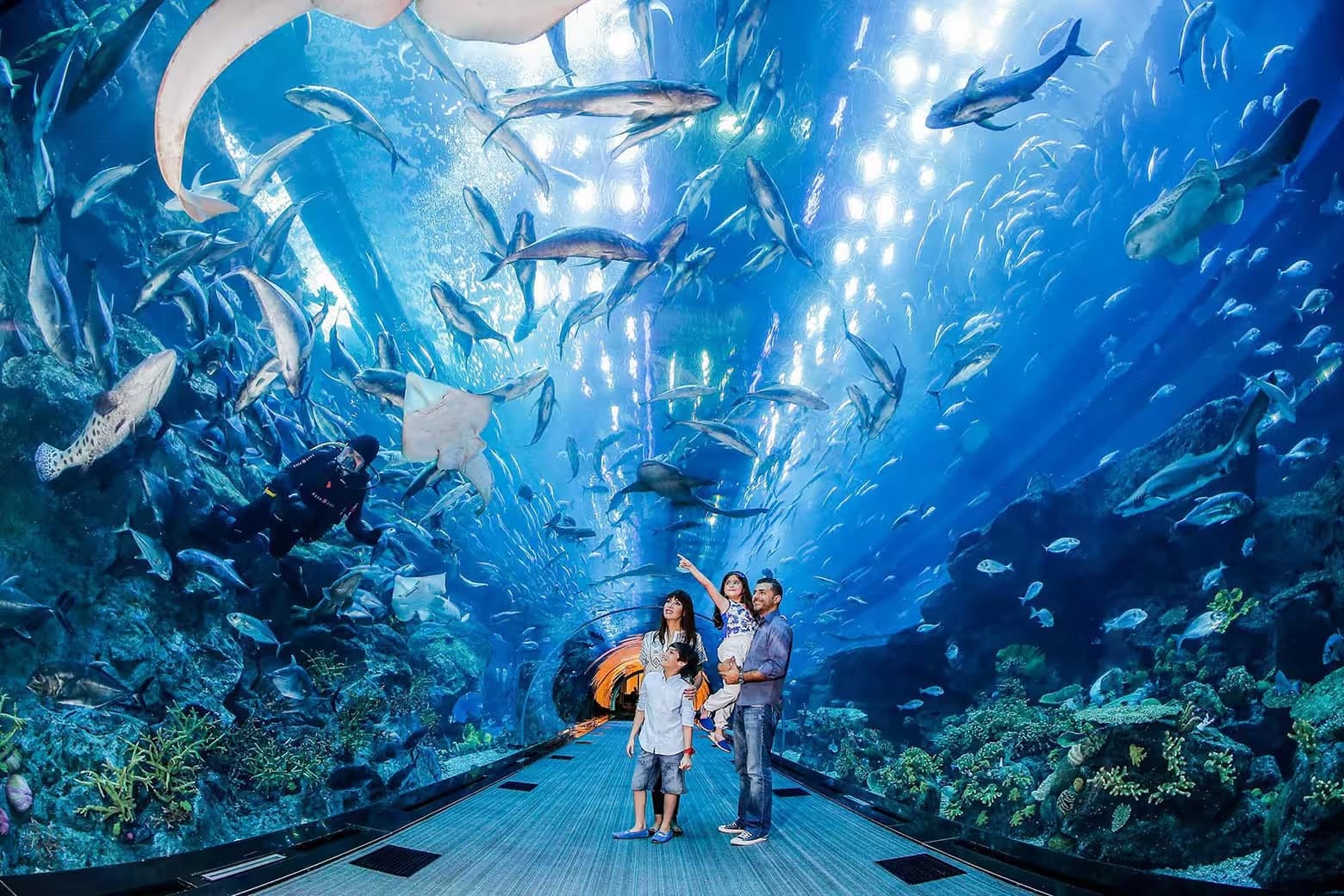 Dubai Aquarium and Underwater Zoo clicktoguide