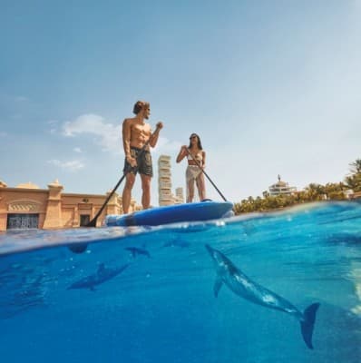 Two people paddle boarding in the water, enjoying a sunny day, with a dolphin swimming nearby.