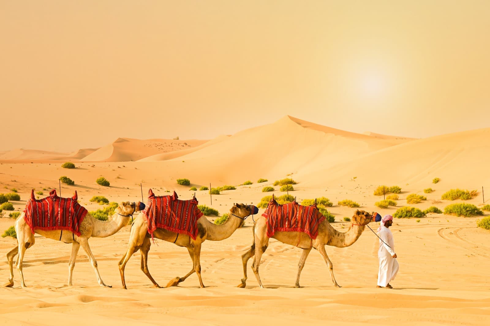 Guests enjoying a camel ride across the desert during the Abu Dhabi Desert Safari experience