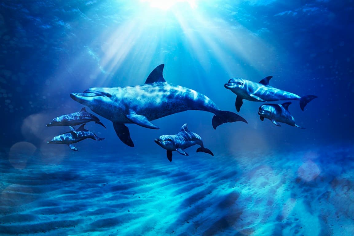 A group of dolphins swims in the ocean, basking in sunlight during the Swim with Dolphins experience at Aquaventure Waterpark.