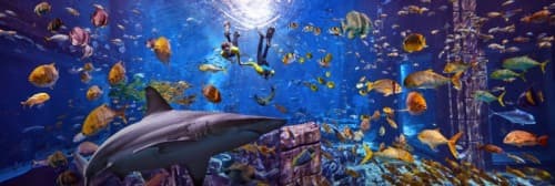 A shark swims among various fish in an aquarium, showcasing marine life for snorkel enthusiasts.