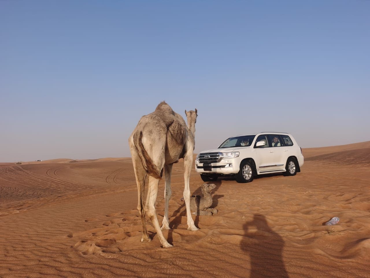 Guests enjoying a camel ride at the desert camp during the Ras Al Khaimah desert safari experience