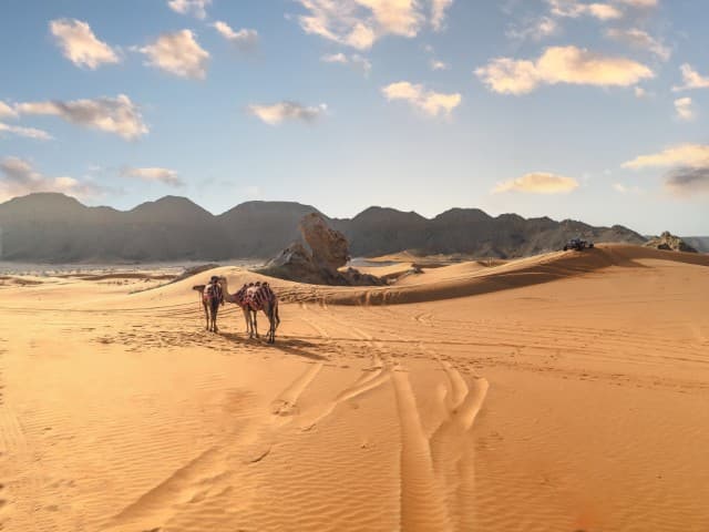 camels across the sandy landscape of the Mleiha desert, enjoying a scenic adventure.