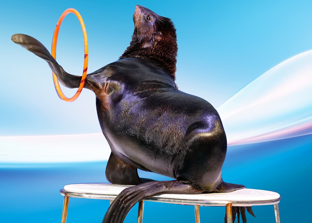 Seal performing tricks and entertaining the audience during the Seal Show at the Dolphin and Seal Show attraction.