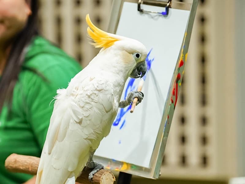 Exotic Bird Show - clicktoguide