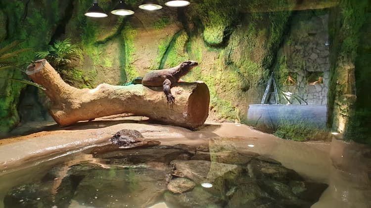 Reptile exhibit at Dubai Safari Park featuring snakes and other reptiles in a themed habitat