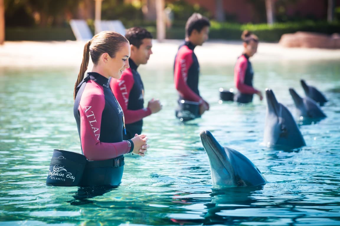 A group of people in wetsuits enjoying a close encounter with dolphins in the water at Atlantis Dubai.