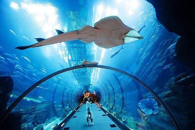 Dubai Aquarium Tunnel Journey