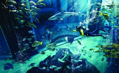 Underwater view of Dubai's Atlantis aquarium showcasing diverse marine life during the Dive Experience.