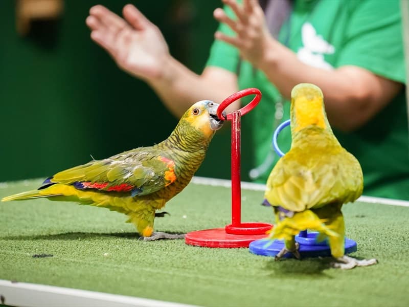 Exotic Bird Show - clicktoguide