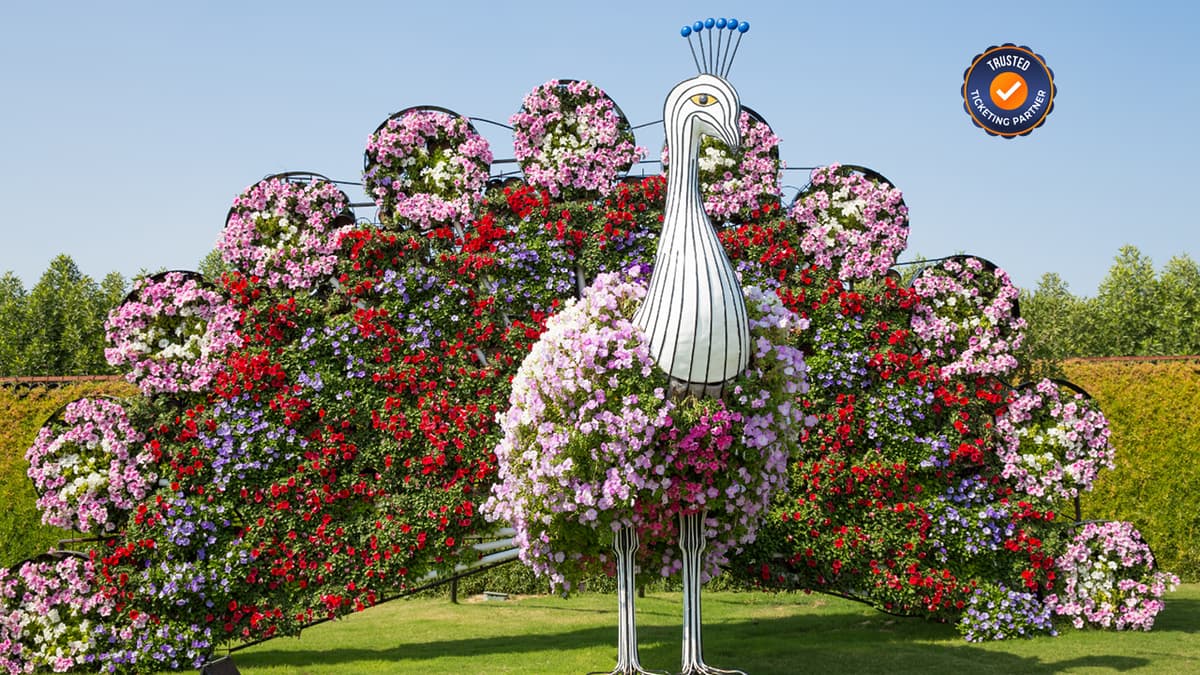 Beautiful peacock-shaped floral design at Dubai Miracle Garden made with colorful flowers