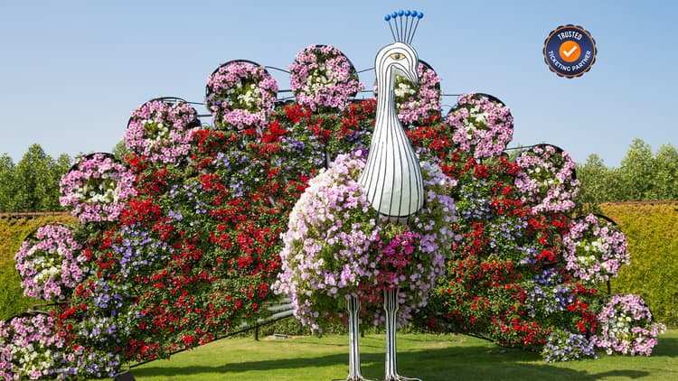 Beautiful peacock-shaped floral design at Dubai Miracle Garden made with colorful flowers