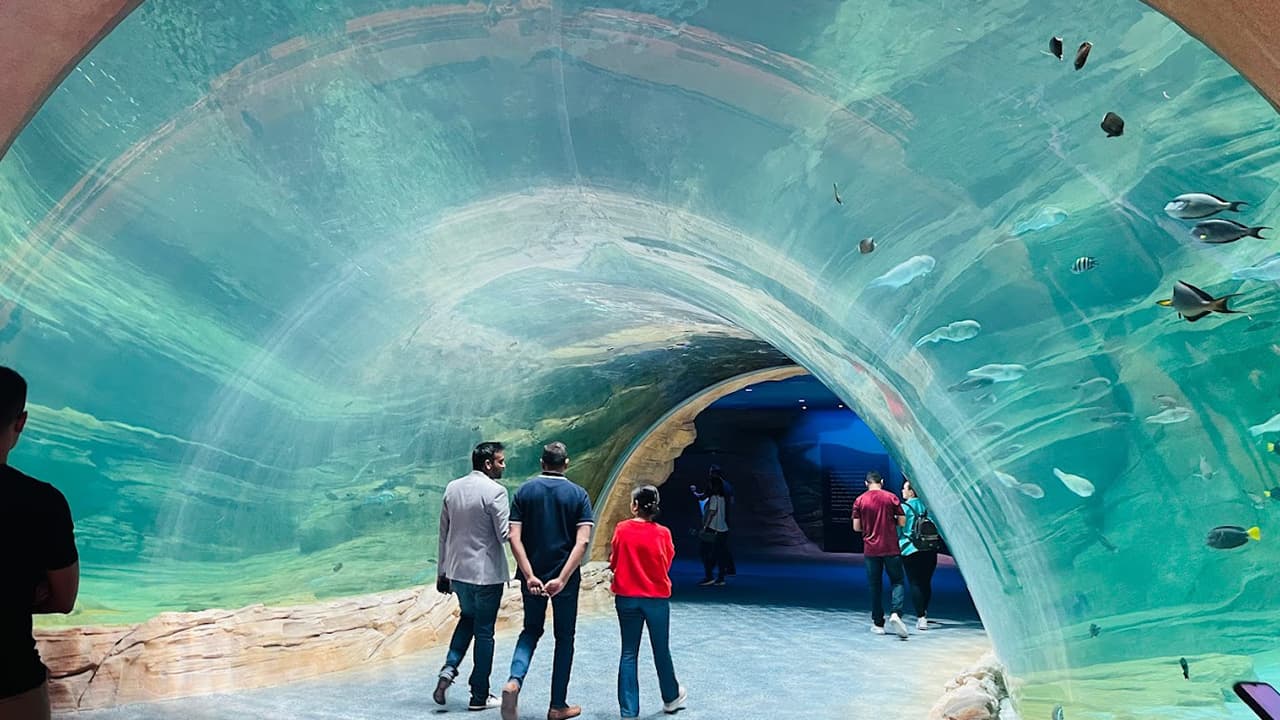SeaWorld Abu Dhabi + TeamLab Phenomena (General Admission) - clicktoguide