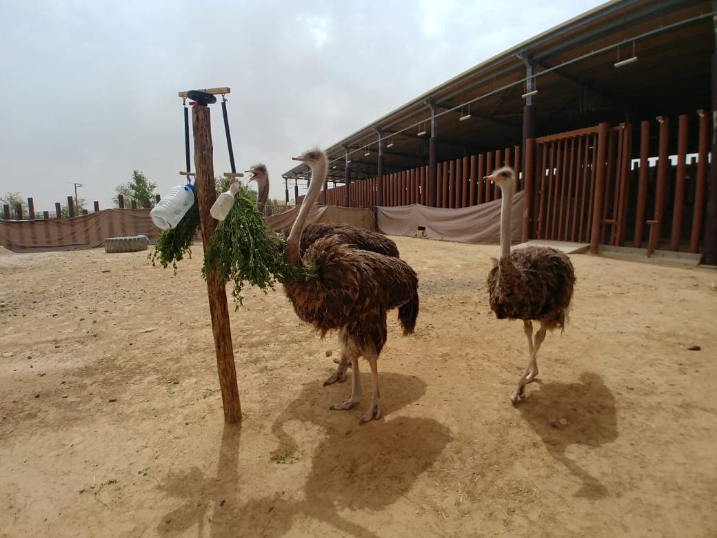 Ostrich standing in its habitat at Dubai Safari Park with visitors observing the bird.
