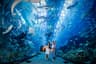Dubai Mall Aquarium Underwater Zoo