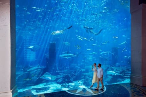 Two people stand in front of a large aquarium during the Fish Tales Tour, observing colorful fish swimming inside.