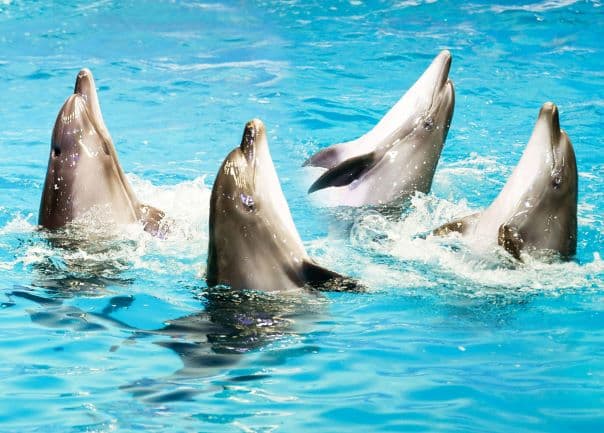 Dolphin and Seal Show: Dolphins
