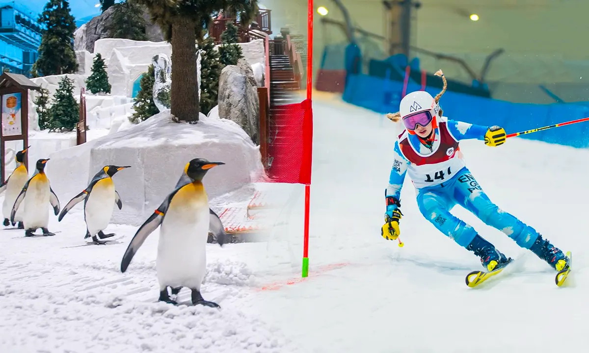 Penguins walking on the snow during the penguin encounter experience at Ski Dubai.