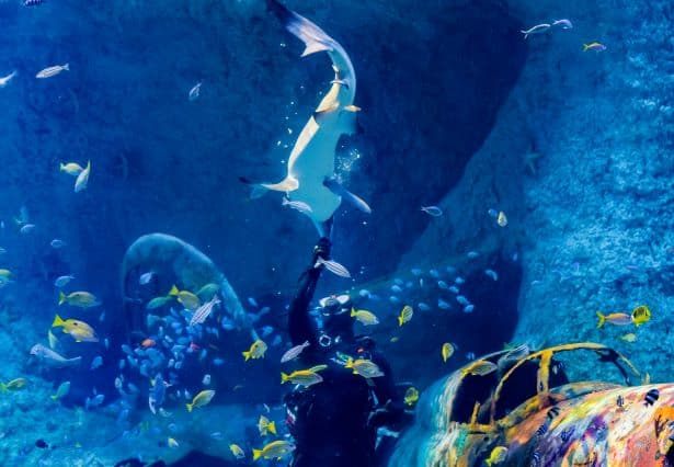 Shark feeding experience at The National Aquarium Abu Dhabi with staff feeding sharks inside a large aquarium tank.