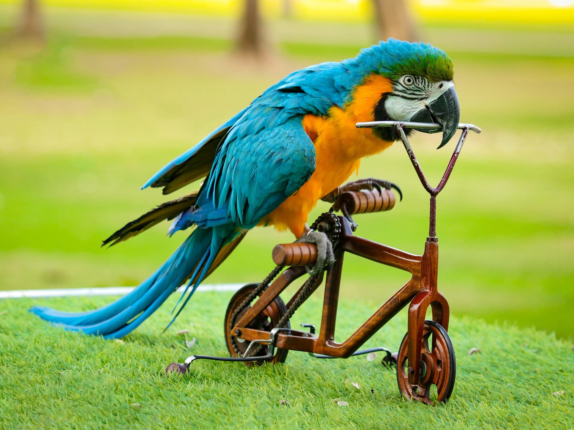 Exotic Bird Show