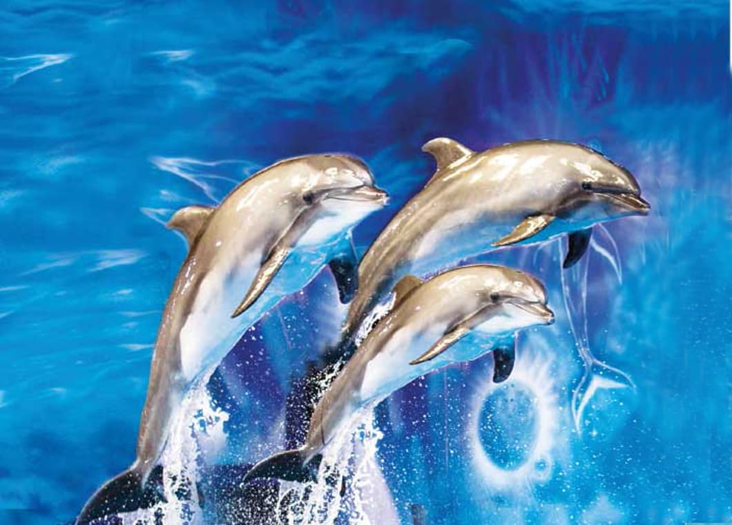 Dolphins performing jumps and tricks during the Dolphin Show at the Dolphin and Seal Show attraction.