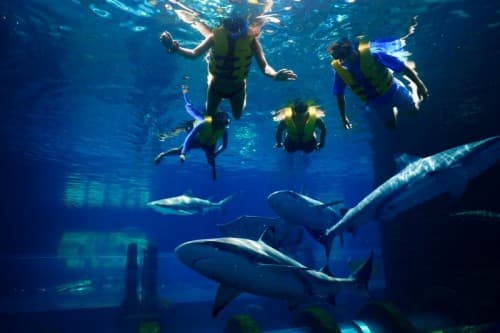 A group of people snorkeling with sharks in the Shark Lagoon at Atlantis, Dubai aquarium.