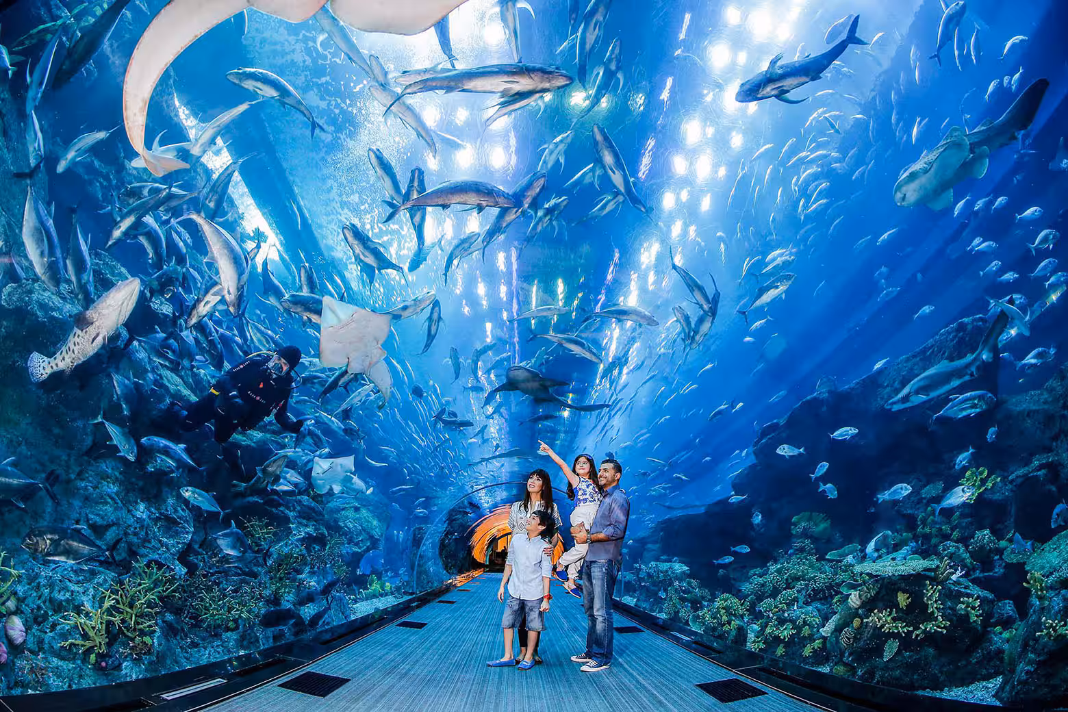 At The Top + Dubai Aquarium: Aquarium Experience