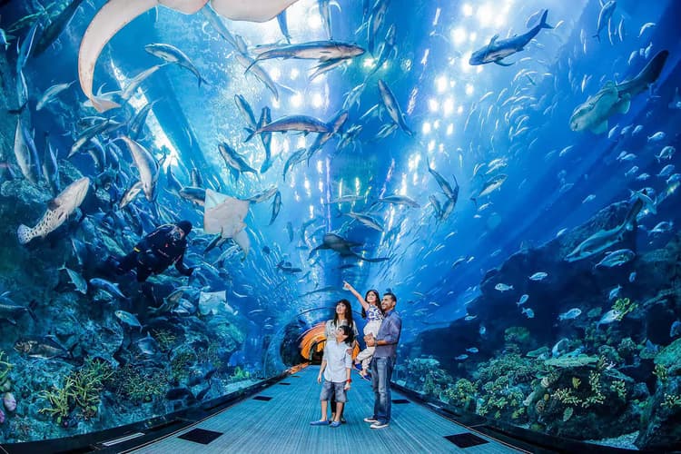 At The Top + Dubai Aquarium: Aquarium Experience