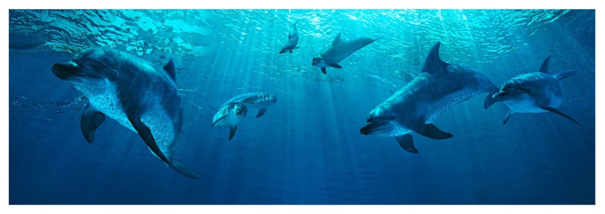 Dolphins swimming gracefully in the water at Aquaventure Waterpark's Swim with Dolphins experience.