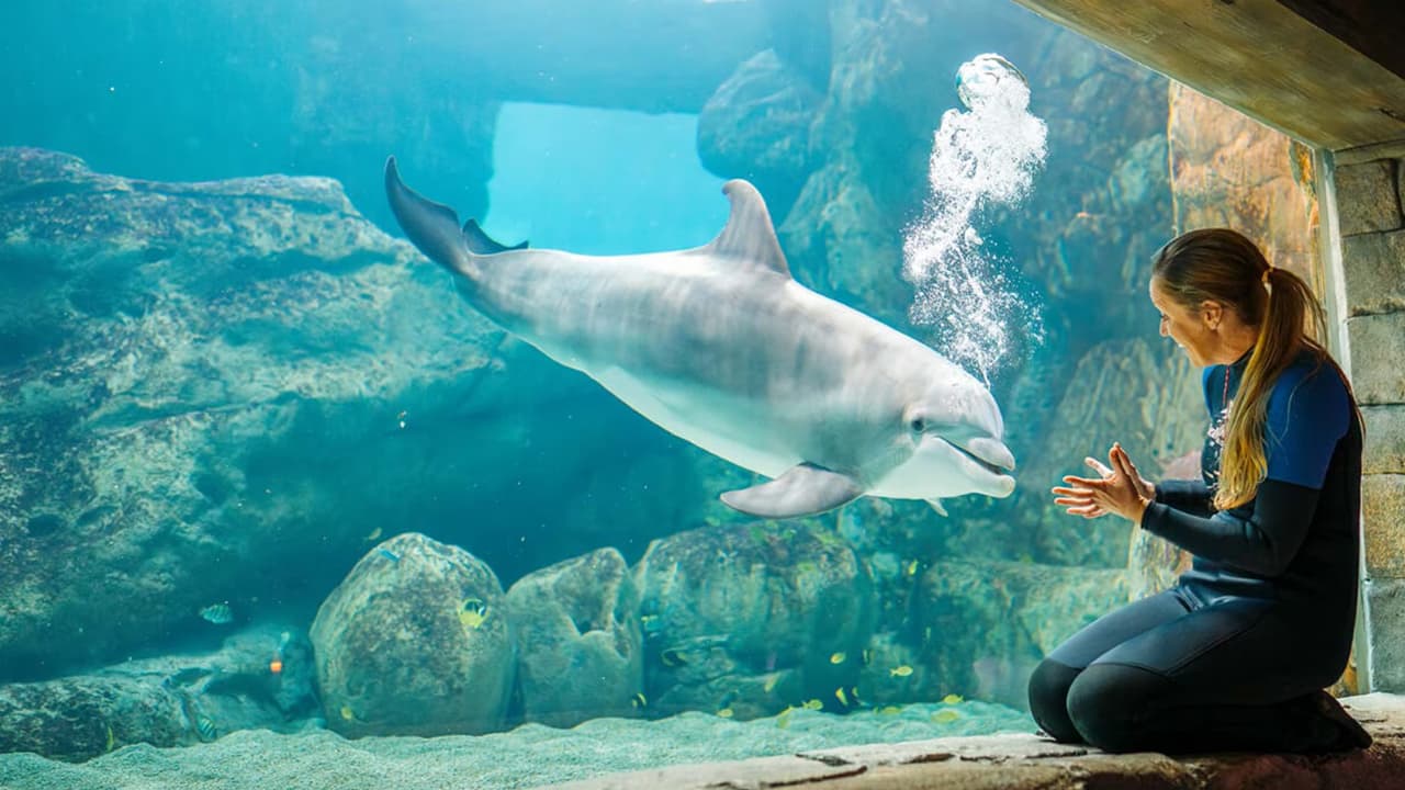 SeaWorld Abu Dhabi + Natural History Museum Abu Dhabi - clicktoguide