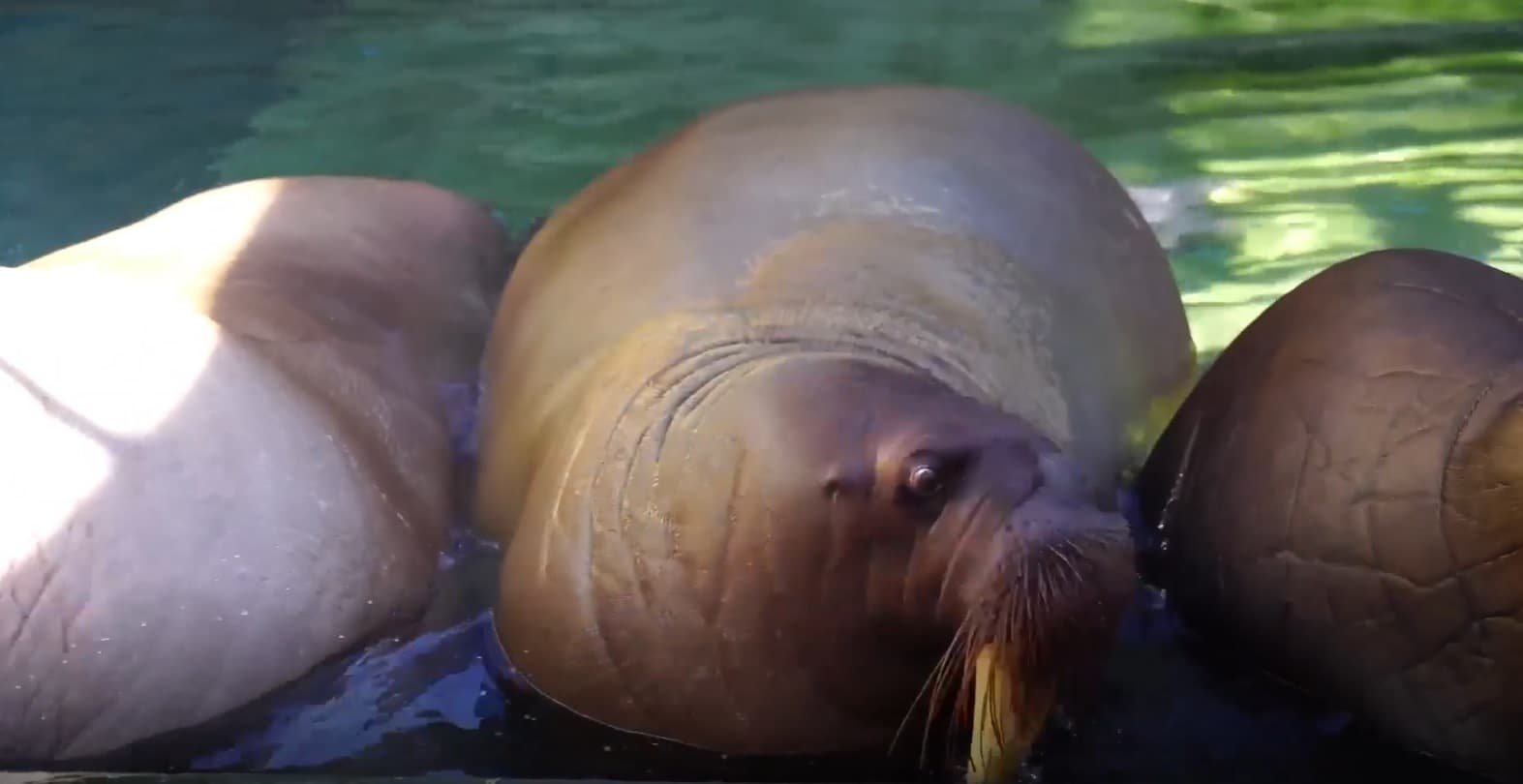 Sea Lions resting on a rock at SeaWorld Abu Dhabi Zoo, in the water nearby.