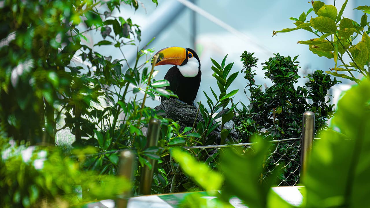 Green Planet + Dubai Safari Bundle (Safari Park Pass + Train + Explorer Safari Tour) - clicktoguide
