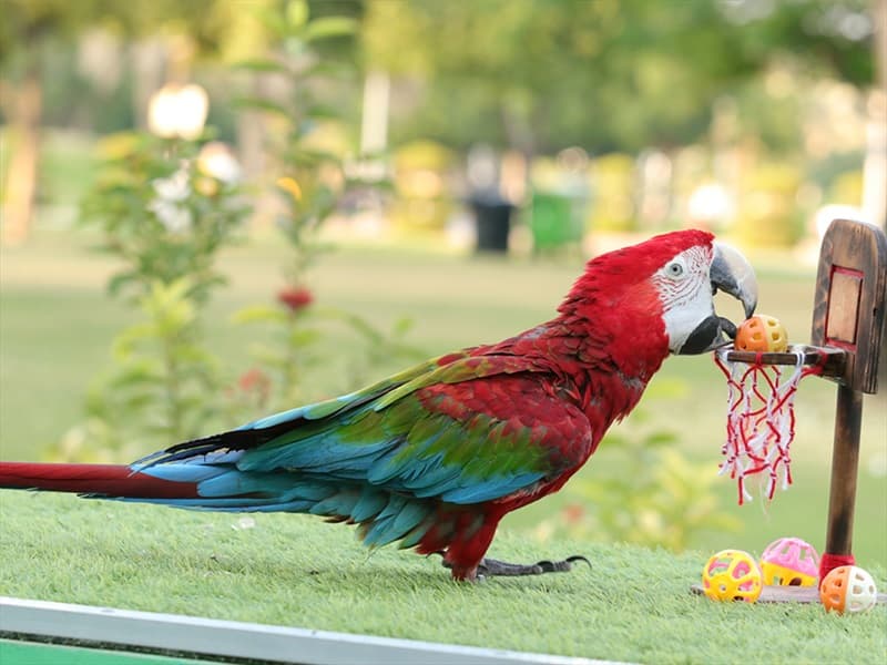 Exotic Bird Show - clicktoguide