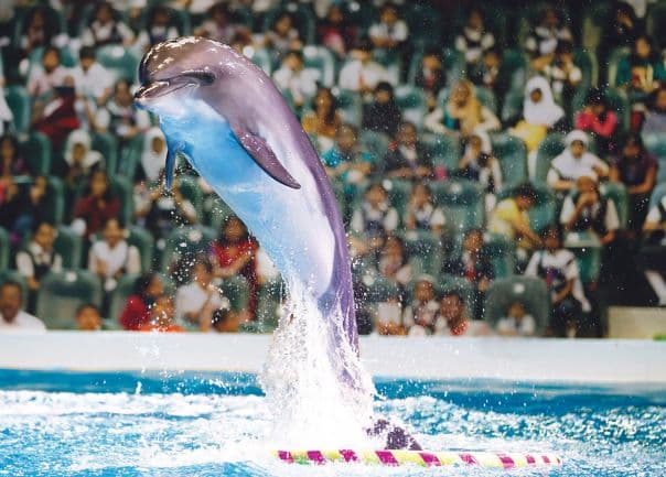Single dolphin performing a jump during the Dolphin and Seal Show.