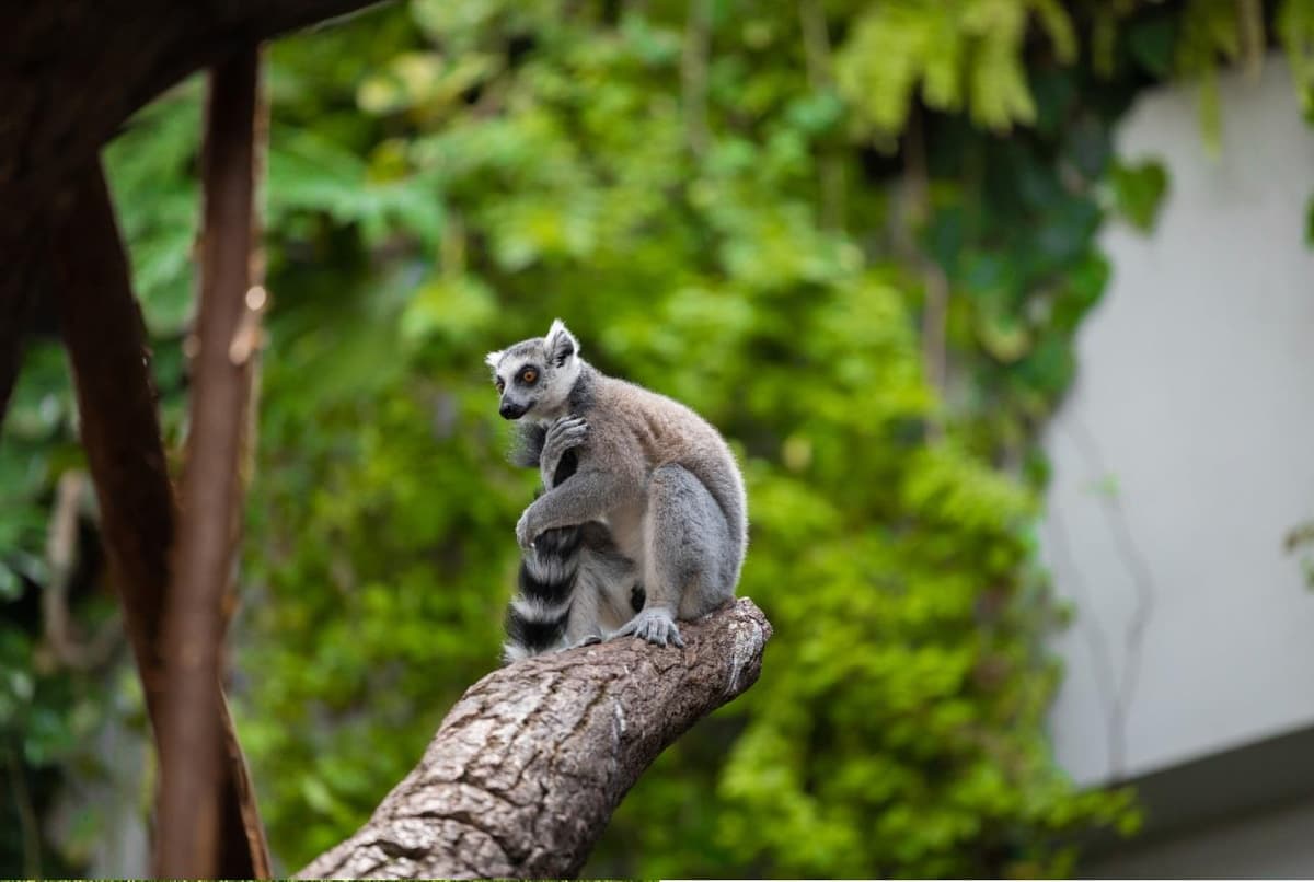 Wild animals living in the tropical rainforest environment inside The Green Planet Dubai.