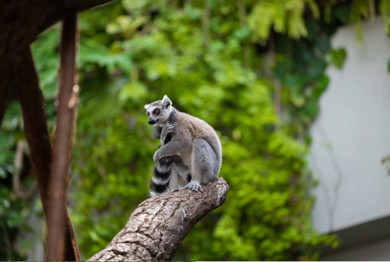 Wild animals living in the tropical rainforest environment inside The Green Planet Dubai.
