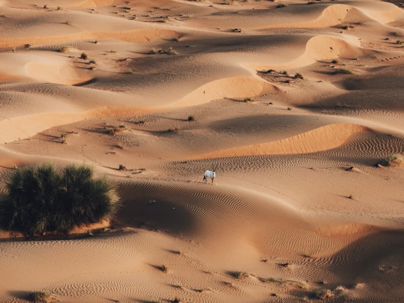 Hot air balloon adventure over the Dubai desert with stunning sunrise views and desert landscape.