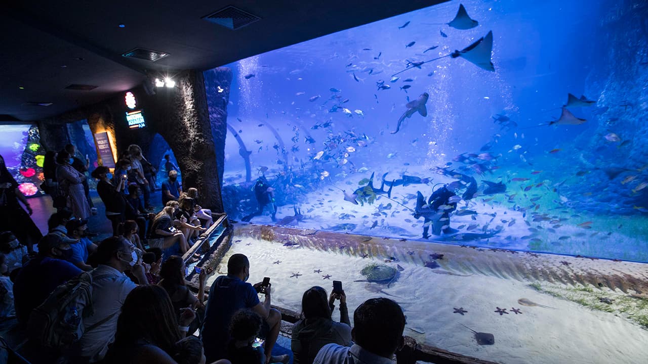 Yas Water World + The National Aquarium Abu Dhabi (General Admission) - clicktoguide