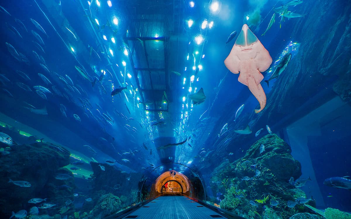 Underwater Aquarium Tunnel View and Experience 