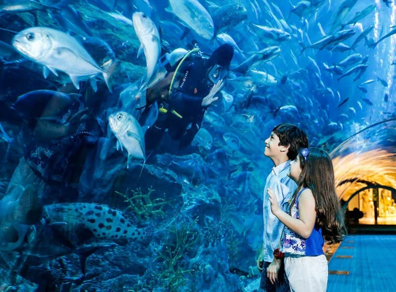 Dubai Aquarium in Dubai Mall features a diver in the underwater tunnel, showcasing marine life in the UAE.