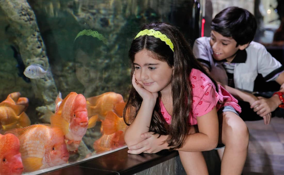Dubai Mall Aquarium and Underwater Zoo: Kids Fish Tank