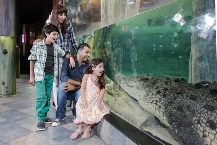 A family observes an alligator in the Dubai Mall Aquarium, surrounded by vibrant aquatic life.