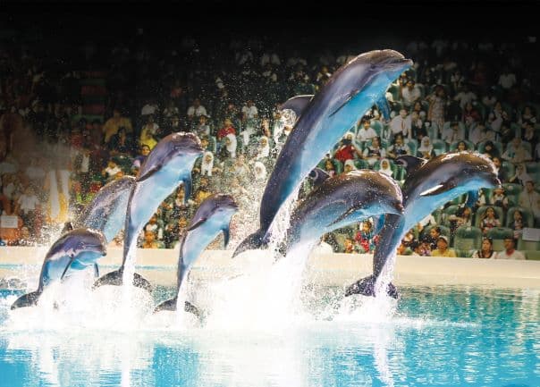 Group of dolphins swimming and performing together during the Dolphin and Seal Show.