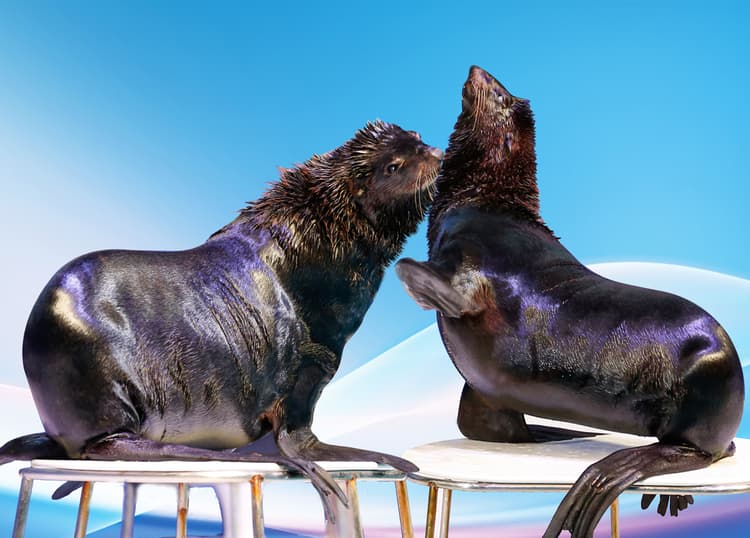 Two seals performing tricks together during the Double Seal Show at the Dolphin and Seal Show attraction