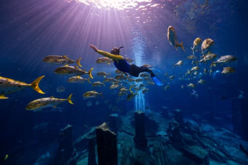 A person swims under the water surrounded by various colorful fish during a dive experience in Lost Chambers Aquarium.