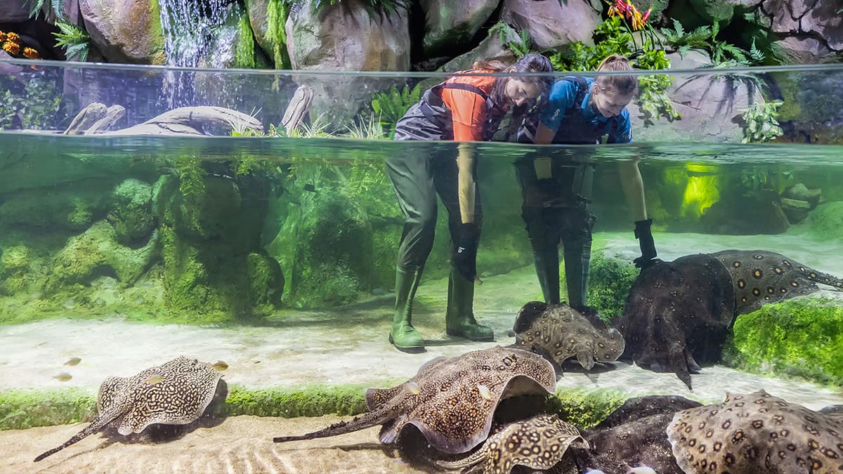 Two people observing stingrays swimming in a large aquarium tank.