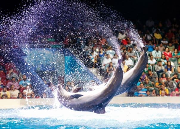 Exciting water performance with dolphins splashing and jumping during the Dolphin and Seal Show