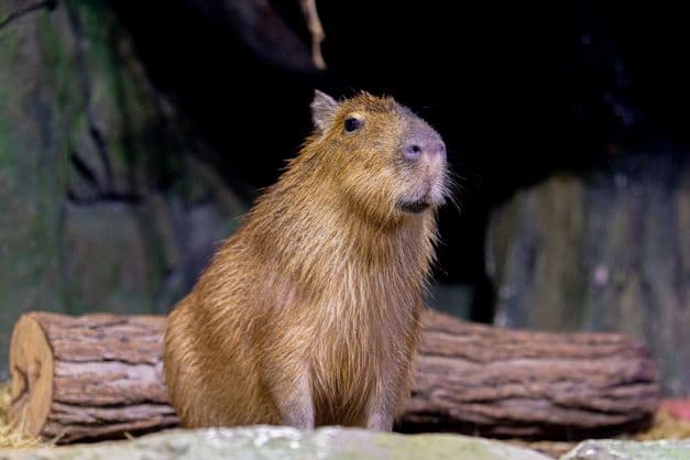 Capybara exhibit at The National Aquarium Abu Dhabi featuring the gentle animal in a natural-style habitat.